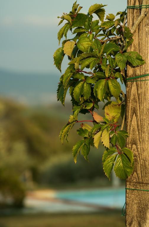 Agriturismo San Nicolo Montecastelli Pisano ภายนอก รูปภาพ