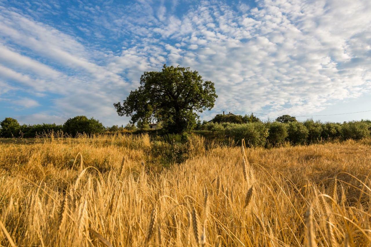 Agriturismo San Nicolo Montecastelli Pisano ภายนอก รูปภาพ